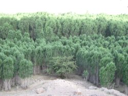 طبیعت منطقه چروش شهرستان دلفان از نگاه دوربین