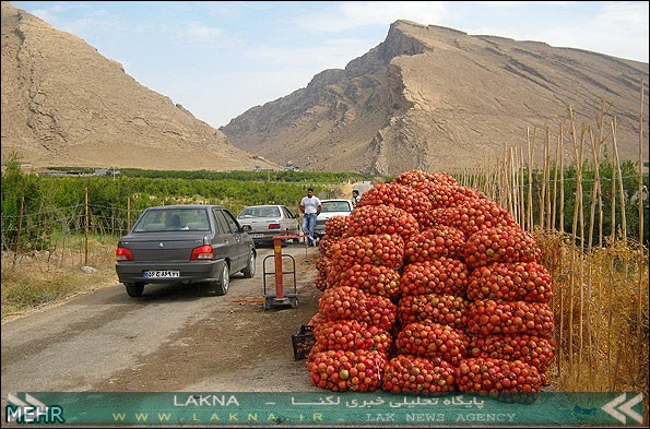 برداشت 30 هزار تن انار در لرستان/  بیشترین تولید در کوهدشت