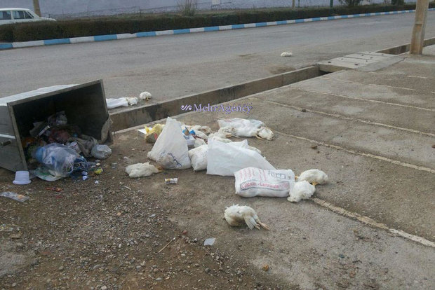 رمزگشایی از لاشه‌های مرغ رهاشده در سطل زباله در خرم آباد/ آنفلوانزا مشاهده نشد