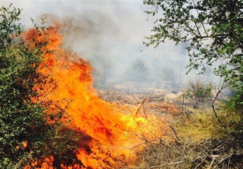 باغ زیتون پلدختر در آتش سوخت