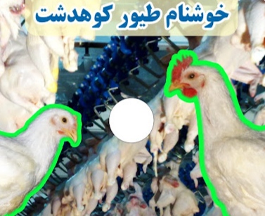 فروش مرغ کشتارروز توسط تعدادی دلال در بازار کوهدشت!/ ریاست صمت شهرستان در این خصوص به شهروندان توضیح دهد!