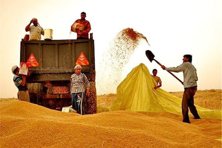 ۲۰ هزار تن گندم از مناطق جنوبی لرستان خریداری شد